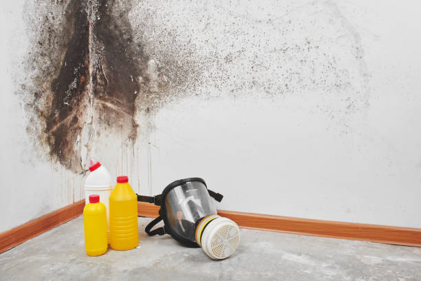 Best Crawl Space Mold Removal  in Lockland, OH