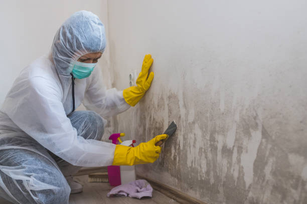 Best Black Mold Removal  in Lockland, OH