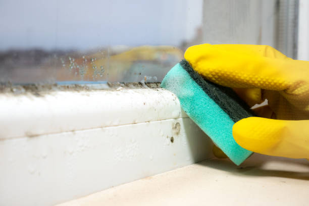 Best Attic Mold Removal  in Lockland, OH