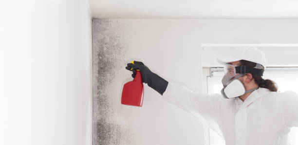 Best Professional Mold Removal  in Lockland, OH