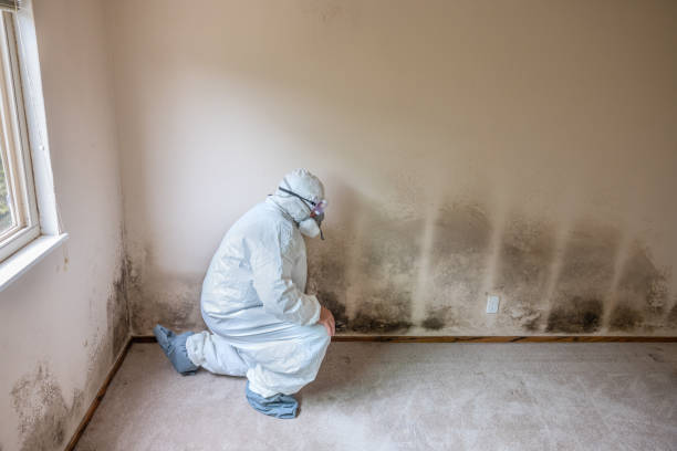 Best Residential Mold Removal  in Lockland, OH