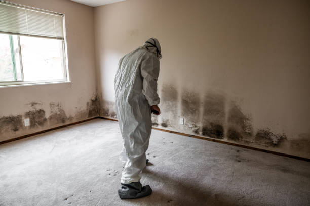 Best Mold Damage Repair  in Lockland, OH