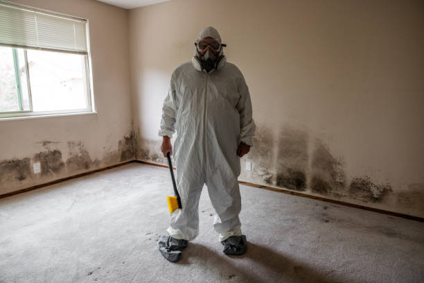 Best Same-Day Mold Removal  in Lockland, OH