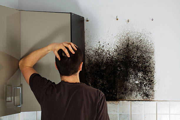 Best Home Mold Removal  in Lockland, OH