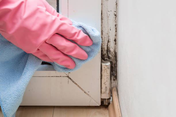 Best Office Mold Removal Services  in Lockland, OH